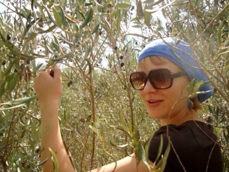 460_0___30_0_0_0_0_0_olive_picking_2008_7.jpg