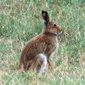 It could be the end for hare Coursing???