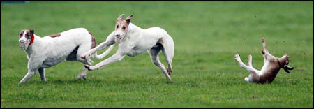 What hare coursing fans call "a fine country sport for all the family"