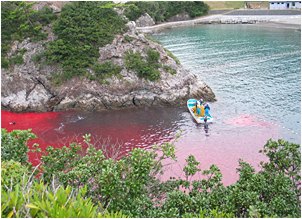 To keep the Dolphins captive for the night before the massacre, the fishermen usually injure a few of the captive dolphins with a spear thrust or a knife slash - dolphins will not abandon these wounded family members.