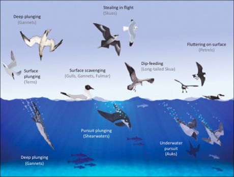 Feeding methods of Irish seabirds.  Michael O'Clery