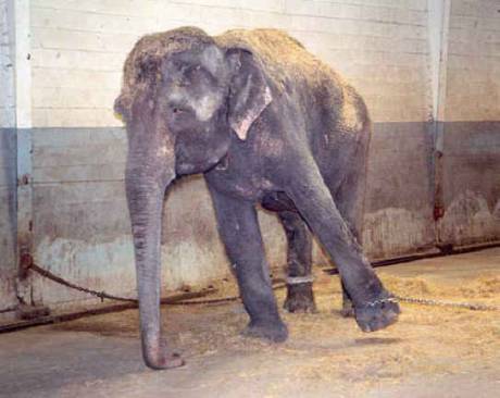 ELEPHANT ABUSE BY THE CIRCUS.