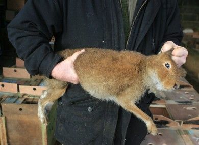 Hare Coursing....end this now.